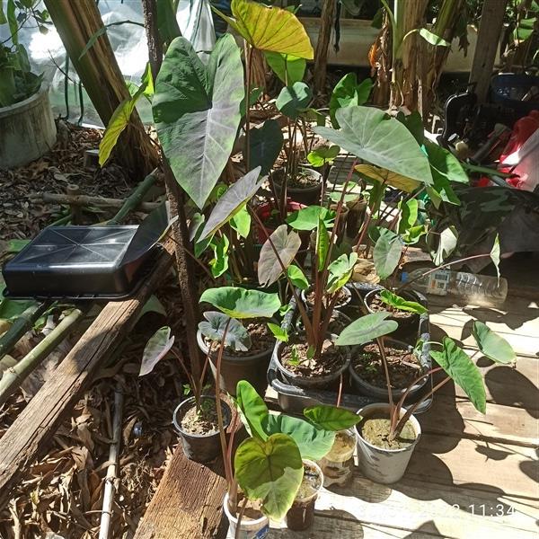 Colocasia Black Magic (บอนดำ) | บ้านสวนปากคลองวัดสาลีโขฯ - ปากเกร็ด นนทบุรี