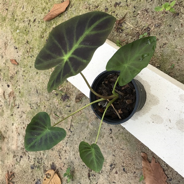 colocasia aloha | ภูมิสถาปนิกระยอง - นิคมพัฒนา ระยอง