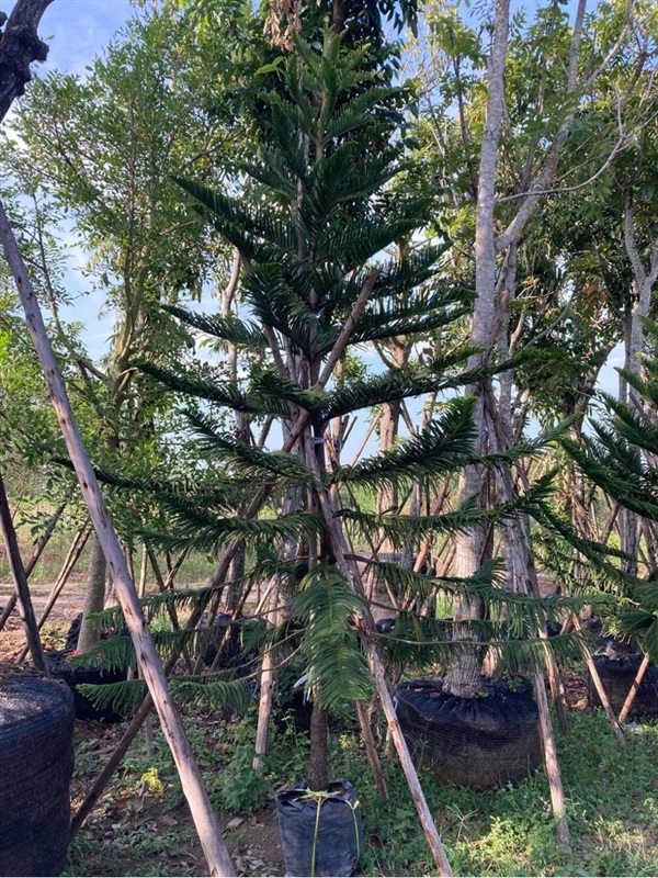ต้นสนฉัตร | สวน ทับทิม การ์เด้นท์ - แก่งคอย สระบุรี