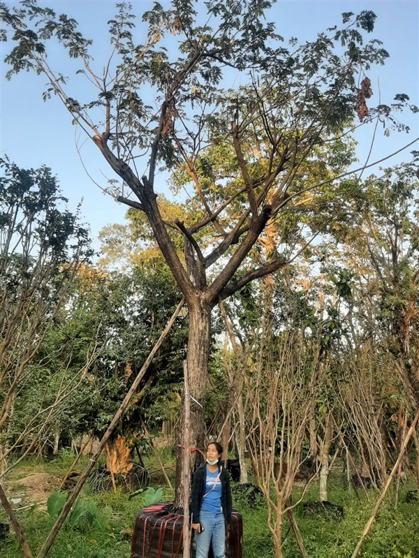 ต้นจามจุรี | สวน ทับทิม การ์เด้นท์ - แก่งคอย สระบุรี