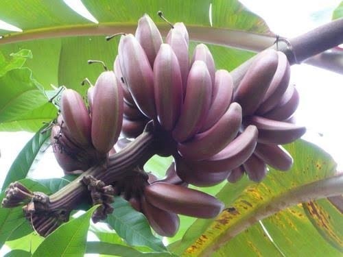 กล้วยกุ้งหรือกล้วยนาค | ผลไม้วริยา - ตากใบ นราธิวาส
