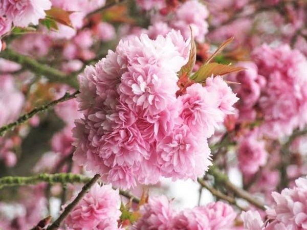 Japanese Sakura ซากุระญี่ปุ่น ดอกซ้อน | แสนไชยลำปางฟาร์ม - เมืองปาน ลำปาง