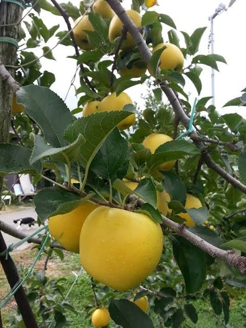 จำหน่ายต้นแอปเปิ้ลสีเหลือง Yellow Apple Import | แสนไชยลำปางฟาร์ม - เมืองปาน ลำปาง