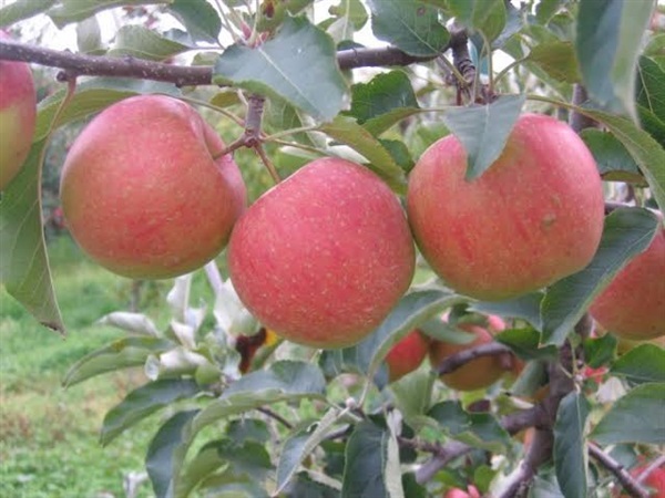 จำหน่ายต้นแอปเปิ้ลฟูจิ Fuji apple | แสนไชยลำปางฟาร์ม - เมืองปาน ลำปาง
