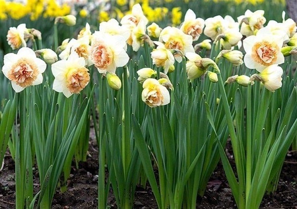 นาซีซัส หรือเดฟโฟดิล ( Daffodil) pink lady