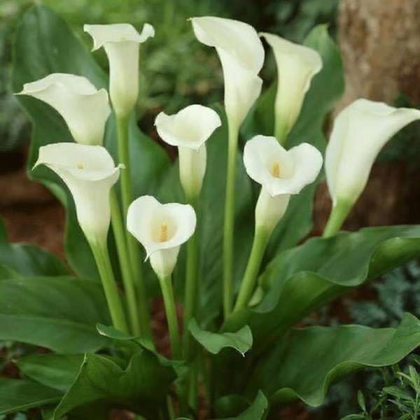 จำหน่ายหัวดอกคาร่าลิลลี่ calla lily | แสนไชยลำปางฟาร์ม - เมืองปาน ลำปาง