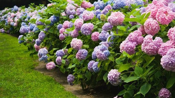 จำหน่ายต้นดอกไฮเดนเยีย Hydrangea