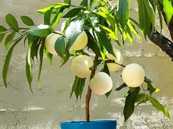 จำหน่ายต้นพีชญี่ปุ่น Japanese White peach สีขาว | แสนไชยลำปางฟาร์ม - เมืองปาน ลำปาง