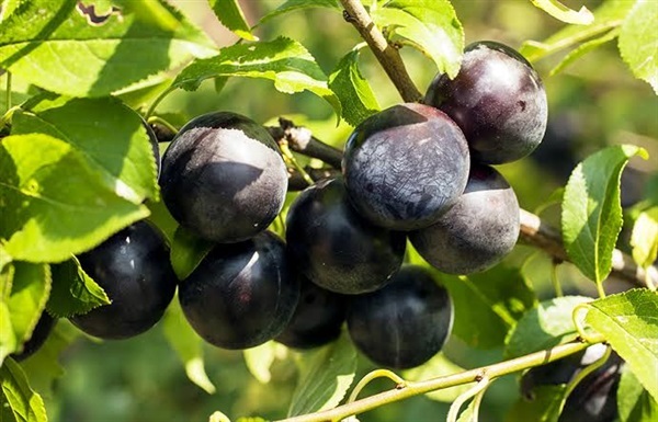 จำหน่ายต้นพลัมญี่ปุ่น Japanese Black Plum | แสนไชยลำปางฟาร์ม - เมืองปาน ลำปาง