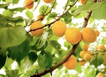 แอปปริคอทญี่ปุ่น สีเหลือง Japanese apricot | แสนไชยลำปางฟาร์ม - เมืองปาน ลำปาง