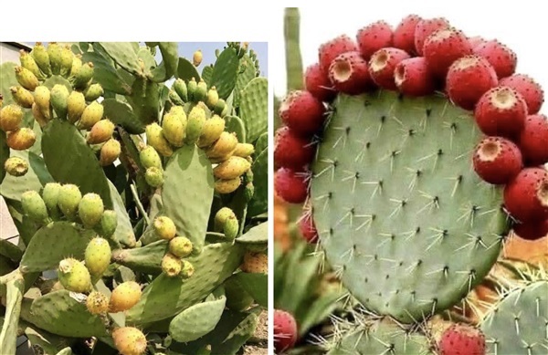 กระบองเพชทานผล Opuntia  | แสนไชยลำปางฟาร์ม - เมืองปาน ลำปาง