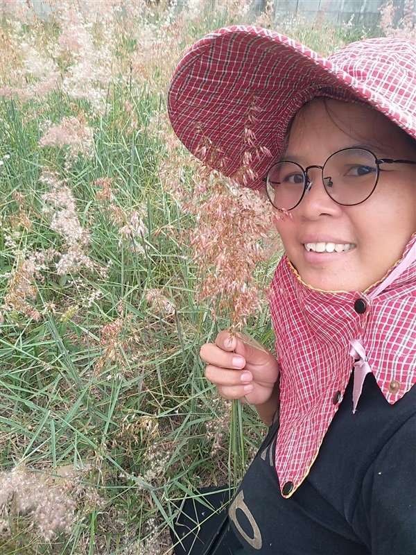 เมล็ดพันธุ์หญ้าดอกแดง | เมล็ดพันธุ์ดี เกษตรวิถีไทย - เมืองระยอง ระยอง