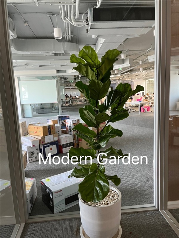 ต้นไม้ตกแต่งoffice สวนกระถาง ต้นไทรใบสัก ยางอินเดีย  | Modern Garden Thailand - บางพลัด กรุงเทพมหานคร