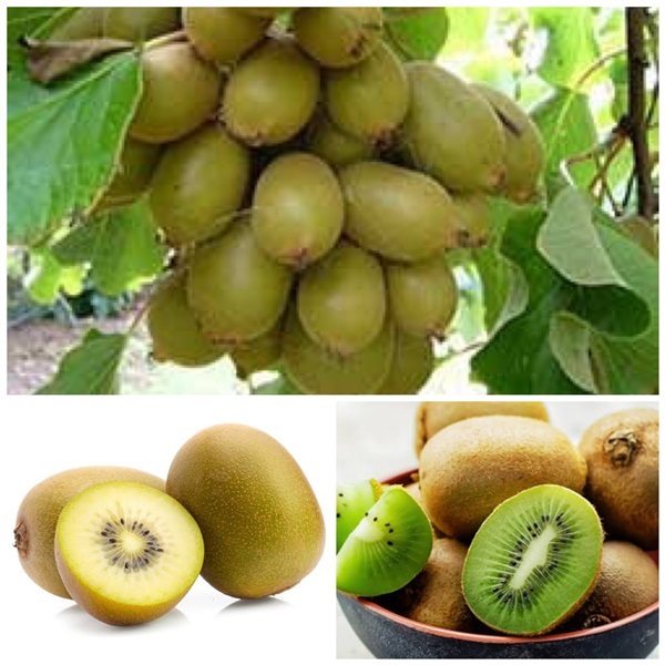 จำหน่ายต้นกีวี่ สีเขียว และ สีทอง kiwi | แสนไชยลำปางฟาร์ม - เมืองปาน ลำปาง