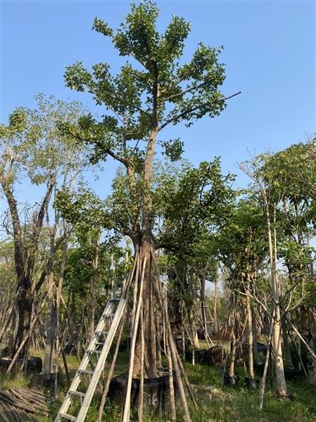 มั่งมี 16” | สวนต้นอ้อ พันธุ์ไม้ - แก่งคอย สระบุรี