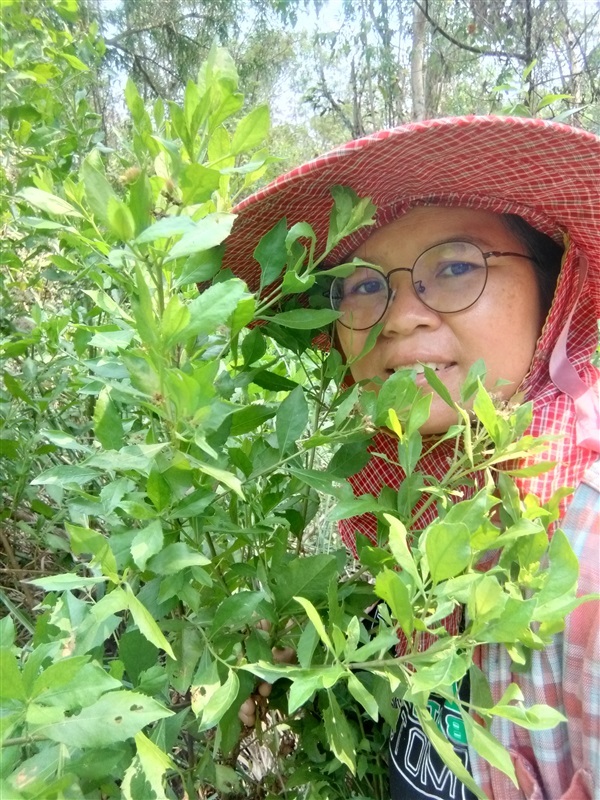 เมล็ดพันธุ์สมุนไพรขลู่ | เมล็ดพันธุ์ดี เกษตรวิถีไทย - เมืองระยอง ระยอง