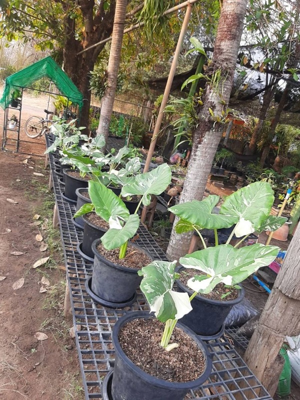 บอนกระดาษด่าง Alocasia macrorrhizos Variegated (พญากาเผือก) | สวนศรีชาวนา - เมืองปราจีนบุรี ปราจีนบุรี