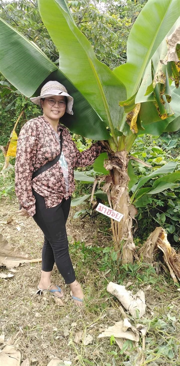 หน่อกล้วยมาฮอย | เมล็ดพันธุ์ดี เกษตรวิถีไทย - เมืองระยอง ระยอง
