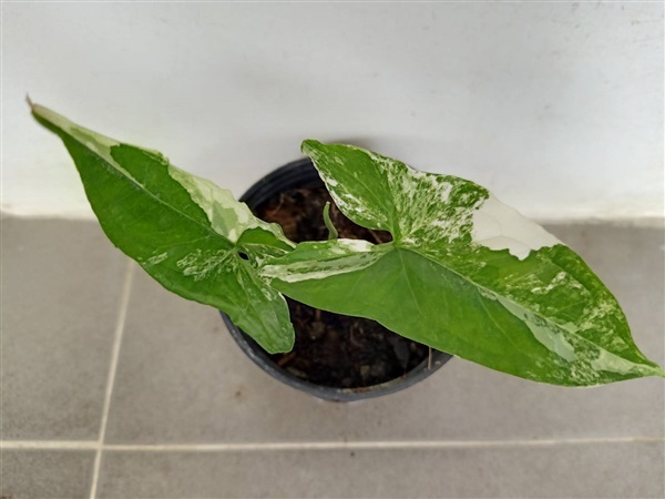 เงินไหลมาด่างขาว (Syngonium podophyllum) ไม้สะสม ไม้มงคล | Me-Dee Plants คนขายต้นไม้ราคาถูก - บางคล้า ฉะเชิงเทรา