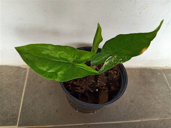 เงินไหลมาด่างขาว (Syngonium podophyllum) ไม้สะสม ไม้มงคล | Me-Dee Plants คนขายต้นไม้ราคาถูก - บางคล้า ฉะเชิงเทรา