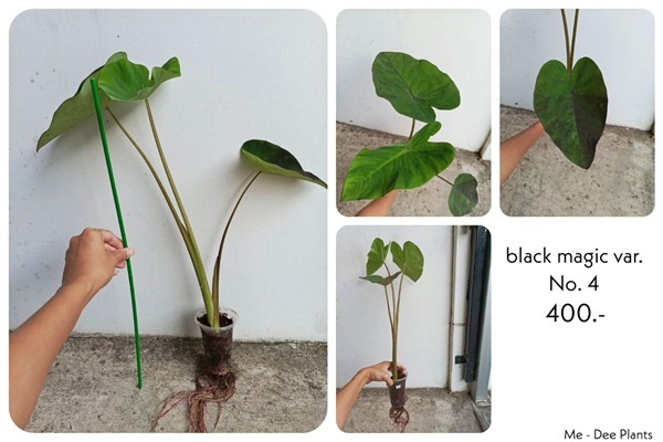 แบล็คเมจิกกลายแท้ ด่างลงต้น ชำรากแข็งแรงดี พร้อมส่ง ราคาถูก | Me-Dee Plants คนขายต้นไม้ราคาถูก - บางคล้า ฉะเชิงเทรา