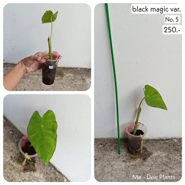 แบล็คเมจิกกลายแท้ ด่างลงต้น ชำรากแข็งแรงดี พร้อมส่ง ราคาถูก | Me-Dee Plants คนขายต้นไม้ราคาถูก - บางคล้า ฉะเชิงเทรา