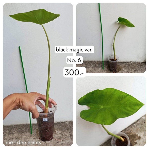 แบล็คเมจิกกลายแท้ ด่างลงต้น ชำรากแข็งแรงดี พร้อมส่ง ราคาถูก | Me-Dee Plants คนขายต้นไม้ราคาถูก - บางคล้า ฉะเชิงเทรา