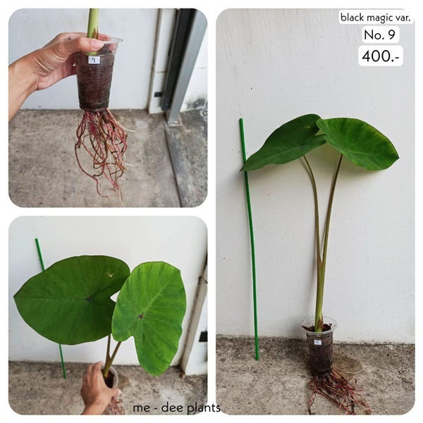 แบล็คเมจิกกลายแท้ ด่างลงต้น ชำรากแข็งแรงดี พร้อมส่ง ราคาถูก | Me-Dee Plants คนขายต้นไม้ราคาถูก - บางคล้า ฉะเชิงเทรา