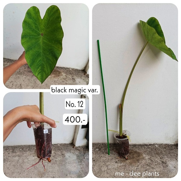 แบล็คเมจิกกลายแท้ ด่างลงต้น ชำรากแข็งแรงดี พร้อมส่ง ราคาถูก | Me-Dee Plants คนขายต้นไม้ราคาถูก - บางคล้า ฉะเชิงเทรา