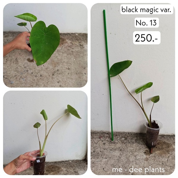 แบล็คเมจิกกลายแท้ ด่างลงต้น ชำรากแข็งแรงดี พร้อมส่ง ราคาถูก | Me-Dee Plants คนขายต้นไม้ราคาถูก - บางคล้า ฉะเชิงเทรา