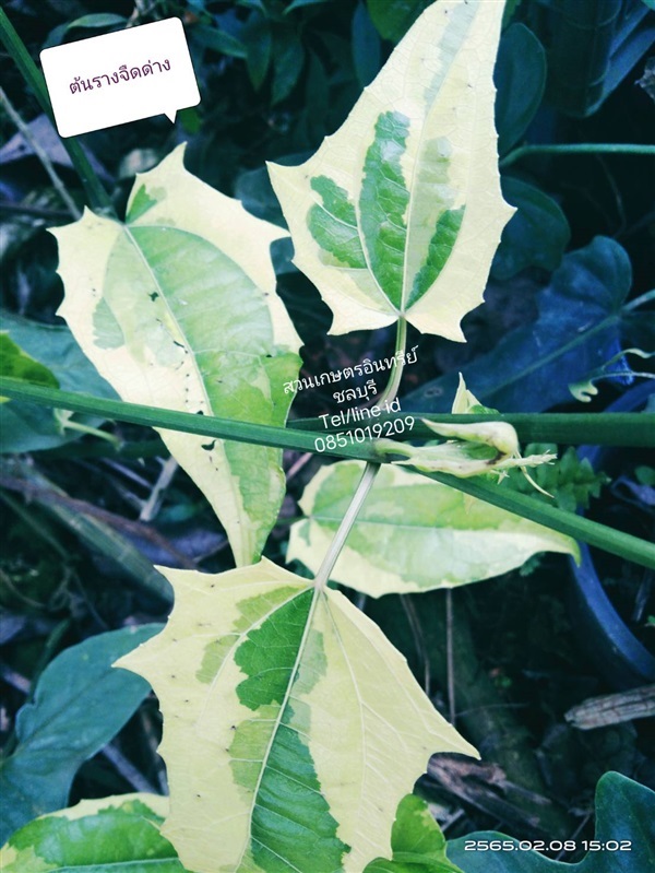ขายต้นรางจืดด่าง | สวนเกษตรอินทรีย์ - พนัสนิคม ชลบุรี