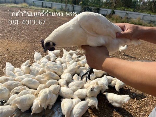 แม่พันธุ์ไก่ดำ | พรหมหินอ่อน - พรานกระต่าย กำแพงเพชร