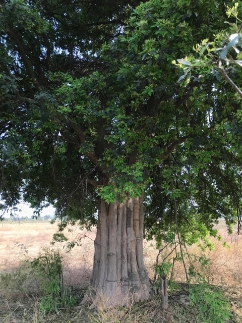 ต้นแจง ไม้ประดับ ไม้ประธาน | เพชรงามพันธุ์ปาล์ม -  กาญจนบุรี