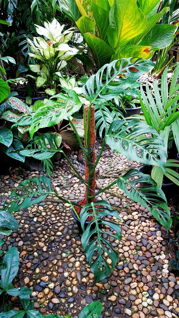 Monstera adansonii narrow form | สวนคุณวุฒิ - บางกรวย นนทบุรี
