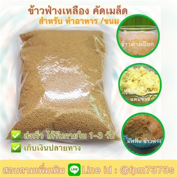 ข้าวฟ่างเหลือง คัดเมล็ด ข้าวฟ่างสำหรับทำขนม ข้าวฟ่างทำอาหาร | แก้วเกษตร - คลองหลวง ปทุมธานี