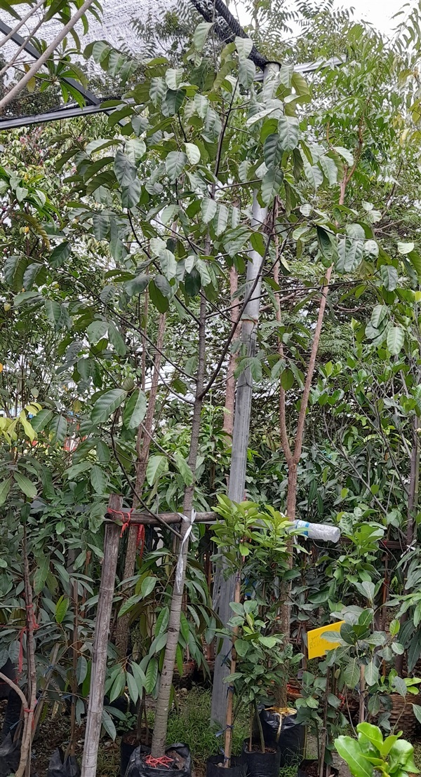 ต้นมะหาด