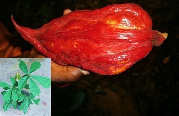 Mon key kola fruit (ลูกแดง) | สายทองพืชสมุนไพร - บางพลี สมุทรปราการ