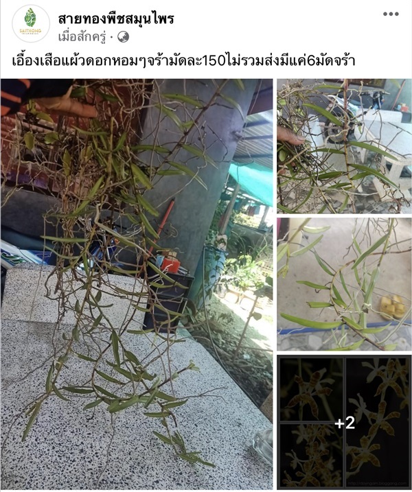 เอื้องเสือแผ้วดอกหอมๆจร้ามัดละ150 | สายทองพืชสมุนไพร - บางพลี สมุทรปราการ