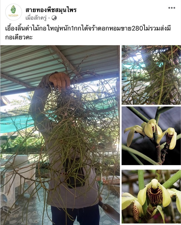 เอื้องลิ้นดำไม้กอใหญ่หนัก1กกได้จร้าดอกหอมขาย