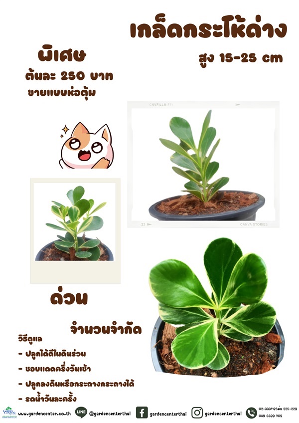 เกร็ดกระโห้ด่างแคระ กระถาง 6 นิ้ว | บริษัท การ์เด้น เซ็นเตอร์ จำกัด - สวนหลวง กรุงเทพมหานคร