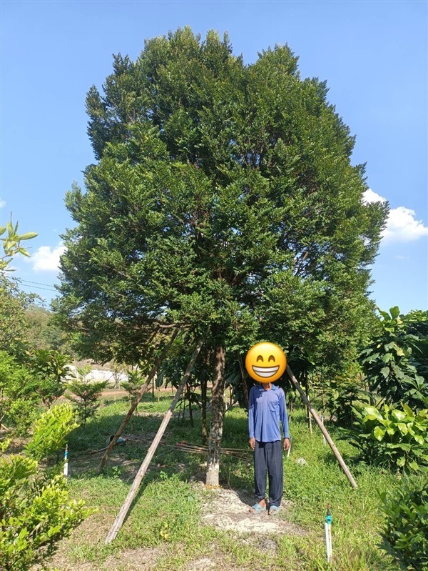 ต้นล่ำซำ | Kuldee Garden - มีนบุรี กรุงเทพมหานคร
