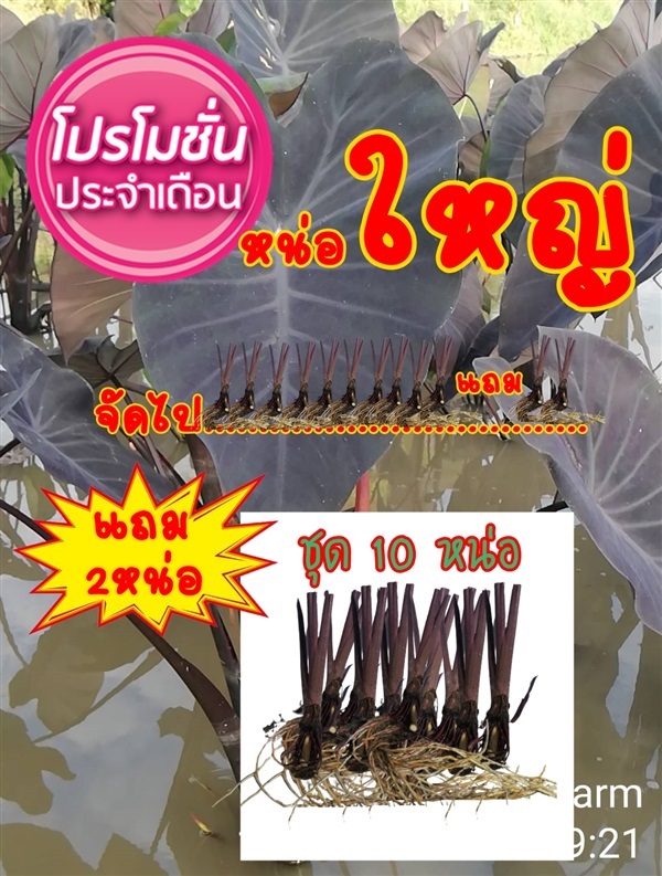 บอนดำแบ็คเมจิกชุด10ต้นแถมฟรี2ต้น | sk-organic - บางปะหัน พระนครศรีอยุธยา