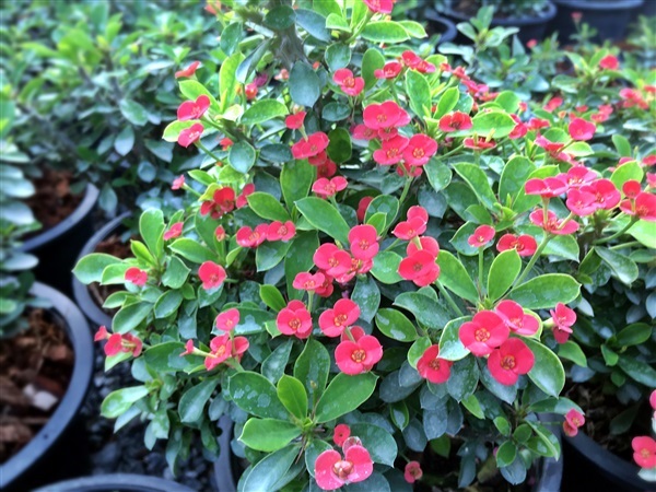 โป๊ยเซียนแคระ ดอกสีแดง | สวนคุณจำลอง - บางกรวย นนทบุรี