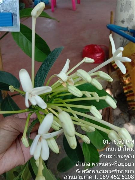 พุดบุญรักษา | สวนยายเกด - พระนครศรีอยุธยา พระนครศรีอยุธยา