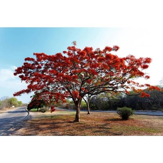 ต้นพันธุ์ประดู่แดง | สวนไพลินการ์เด้น - กบินทร์บุรี ปราจีนบุรี