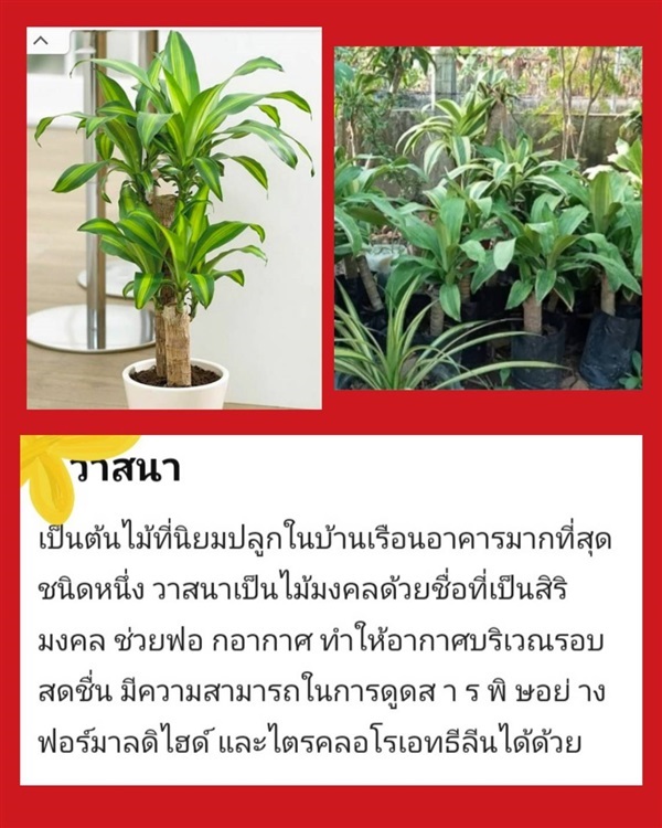 ต้นไม้มงคล | บ้านสวนวงศ์ศิริ - เมืองมหาสารคาม มหาสารคาม