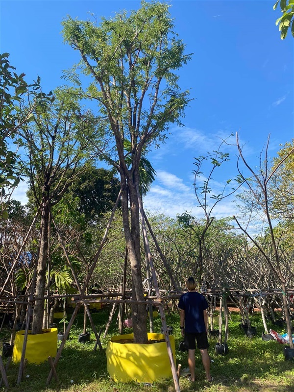 ต้นมะขาม ขนาด 10 นิ้ว ความสูง 6 เมตร | khonkaimai -  ปราจีนบุรี