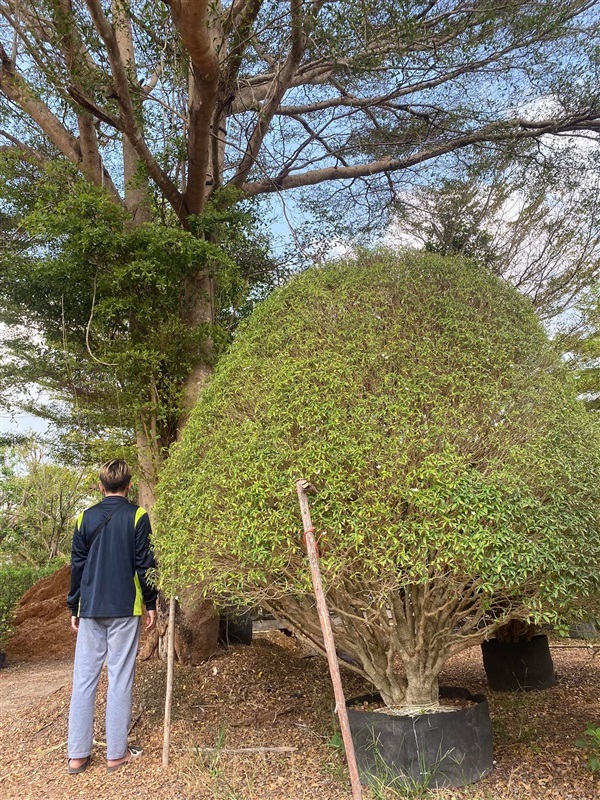 ต้นพุดศุภโชค ฟอมใหญ่ ความสูง 2.5 เมตร | khonkaimai -  ปราจีนบุรี