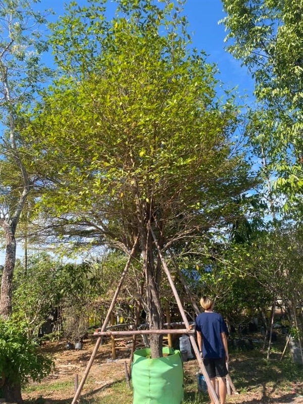 ต้นกันเกรา ขนาด 9 นิ้ว สูง 7 เมตร | khonkaimai -  ปราจีนบุรี