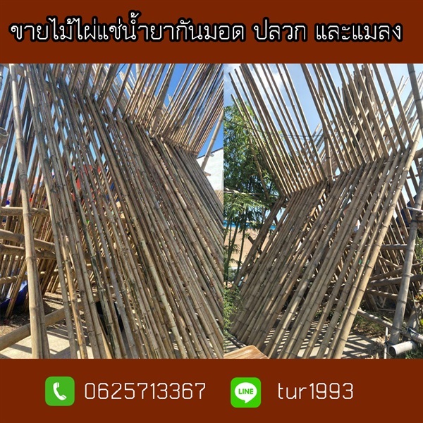 ขายไม้ไผ่แช่น้ำยาราคาถูกบริการจัดส่งทั่วไทย | พูลศิลป์การเกษตร  - ทองผาภูมิ กาญจนบุรี